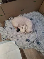 Bischon/ toy poodle, a female Bichon Frise and Poodle - Toy  for sale in Prairie City, IL – Photo 3 of 3