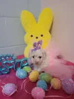 Bischon/ toy poodle, a female Bichon Frise and Poodle - Toy  for sale in Prairie City, IL – Photo 2 of 3