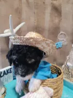 Havapoo, a male Havanese and Poodle - Toy  for sale in Prairie City, IL – Photo 3 of 4