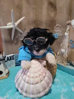 Havapoo, a male Havanese and Poodle - Toy  for sale in Prairie City, IL – Photo 4 of 4