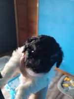 Havapoo, a male Havanese and Poodle - Toy  for sale in Prairie City, IL – Photo 2 of 4