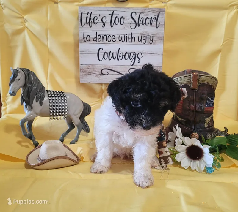 Havapoo – Havanese, Poodle - Toy  puppy for sale in Prairie City, IL