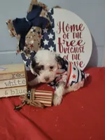 Toy poodle male, a male Poodle - Toy  for sale in Prairie City, IL – 3 of 3