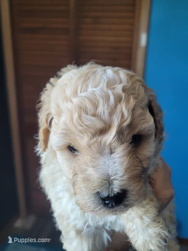 Toy poodle female – Poodle - Toy  puppy for sale in Prairie City, IL