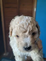 Toy poodle female, a  Poodle - Toy  for sale in Prairie City, IL – 1 of 2