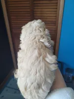 Toy poodle female, a  Poodle - Toy  for sale in Prairie City, IL – 2 of 2
