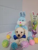 Bischon/ toy poodle, a male Poodle - Toy  for sale in Prairie City, IL – Photo 2 of 3