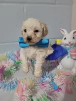 Bischon/ toy poodle, a male Poodle - Toy  for sale in Prairie City, IL – Photo 3 of 3