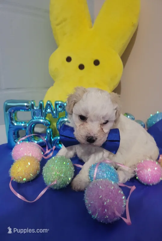 Bischon/ toy poodle – Poodle - Toy  puppy for sale in Prairie City, IL