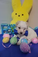 Bischon/ toy poodle, a male Poodle - Toy  for sale in Prairie City, IL – Photo 1 of 3