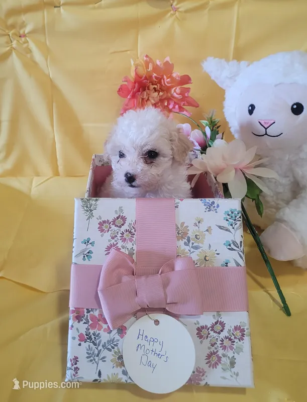 Havapoo – Havanese, Poodle - Toy  puppy for sale in Prairie City, IL