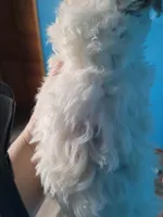 Havapoo, a female Havanese and Poodle - Toy  for sale in Prairie City, IL – Photo 4 of 4