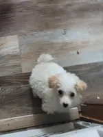 Havapoo, a female Havanese and Poodle - Toy  for sale in Prairie City, IL – 8 of 8