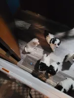 Havapoo, a female Havanese and Poodle - Toy  for sale in Prairie City, IL – 7 of 8
