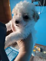Havapoo, a female Havanese and Poodle - Toy  for sale in Prairie City, IL – Photo 3 of 4