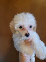 Havapoo, a female Havanese and Poodle - Toy  for sale in Prairie City, IL – 5 of 8