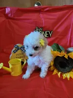 Havapoo, a female Havanese and Poodle - Toy  for sale in Prairie City, IL – Photo 2 of 4