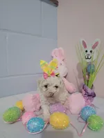 Bischon/ toy poodle, a female Bichon Frise and Poodle - Toy  for sale in Prairie City, IL – Photo 2 of 4