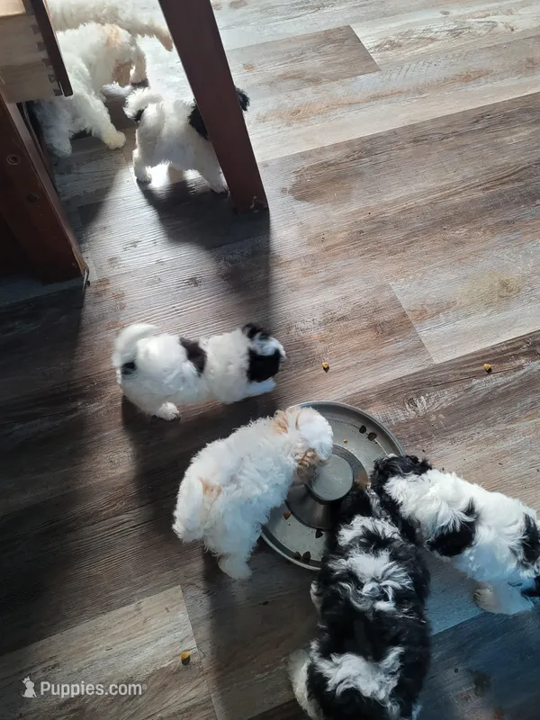 Bischon/ toy poodle – Bichon Frise, Poodle - Toy  puppy for sale in Prairie City, IL