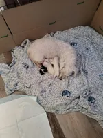 Bischon/ toy poodle, a female Bichon Frise and Poodle - Toy  for sale in Prairie City, IL – Photo 4 of 4