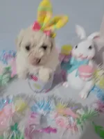 Bischon/ toy poodle, a female Bichon Frise and Poodle - Toy  for sale in Prairie City, IL – Photo 3 of 4