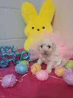 Bischon/ toy poodle, a female Bichon Frise and Poodle - Toy  for sale in Prairie City, IL – Photo 1 of 4