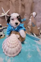 Havapoo, a male Havanese and Poodle - Toy  for sale in Prairie City, IL – Photo 1 of 4