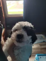 Havapoo, a male Havanese and Poodle - Toy  for sale in Prairie City, IL – Photo 4 of 4