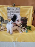Havapoo, a male Havanese and Poodle - Toy  for sale in Prairie City, IL – Photo 2 of 4