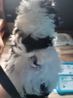 Havapoo, a male Havanese and Poodle - Toy  for sale in Prairie City, IL – Photo 3 of 4