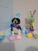 Bischon/ toy poodle, a male Poodle - Toy  for sale in Prairie City, IL – Photo 2 of 3