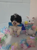 Bischon/ toy poodle, a male Poodle - Toy  for sale in Prairie City, IL – Photo 3 of 3