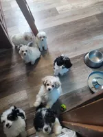 Bischon/ toy poodle, a male Bichon Frise and Poodle - Toy  for sale in Prairie City, IL – Photo 1 of 4