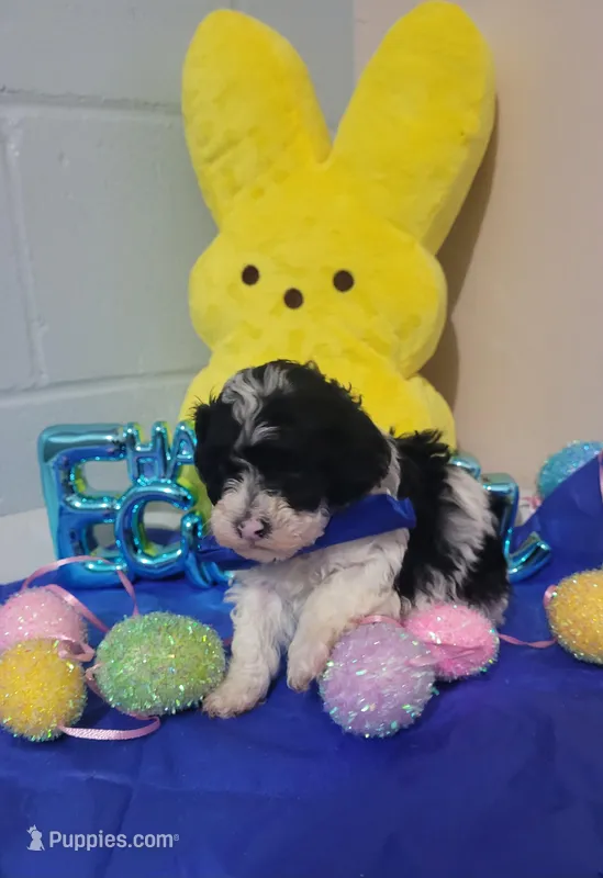 Bischon/ toy poodle – Poodle - Toy  puppy for sale in Prairie City, IL