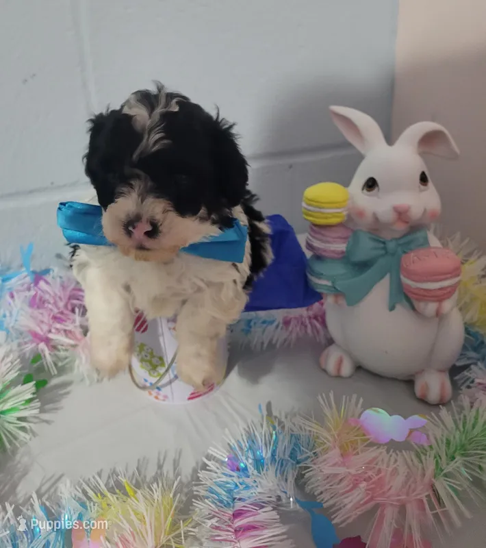 Bischon/ toy poodle – Poodle - Toy  puppy for sale in Prairie City, IL