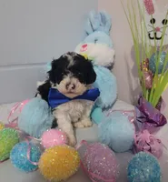 Bischon/ toy poodle, a male Poodle - Toy  for sale in Prairie City, IL – Photo 3 of 3