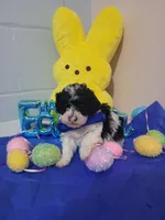 Bischon/ toy poodle, a male Poodle - Toy  for sale in Prairie City, IL – Photo 2 of 3