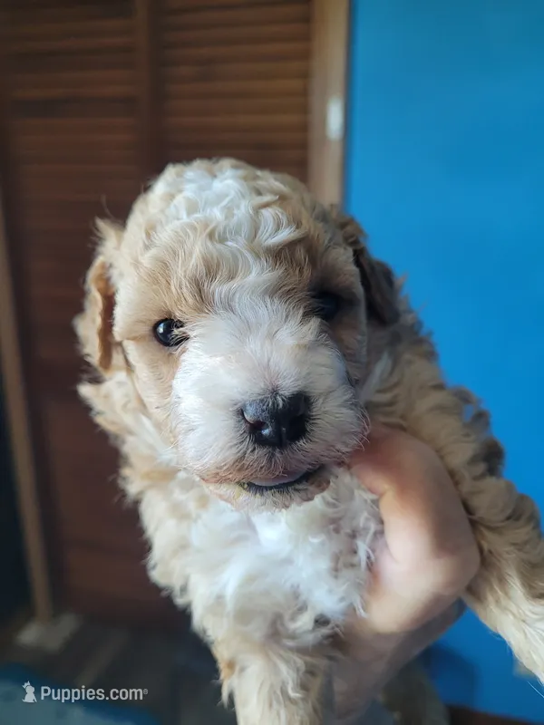 Toy poodle female – Poodle - Toy  puppy for sale in Prairie City, IL