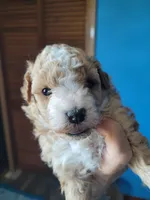Toy poodle female, a  Poodle - Toy  for sale in Prairie City, IL – 1 of 2