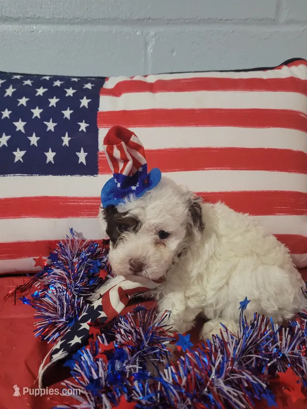 Toy poodle male – Poodle - Toy  puppy for sale in Prairie City, IL