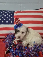 Toy poodle male, a male Poodle - Toy  for sale in Prairie City, IL – 1 of 3