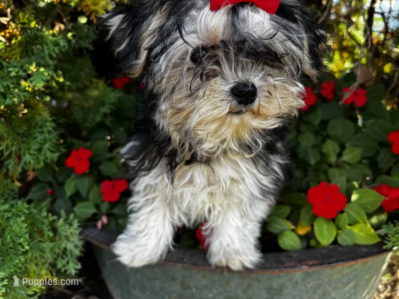 Teddy – Morkie puppy for sale in Findlay, OH