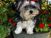Teddy, a male Morkie for sale in Findlay, OH – 1 of 4