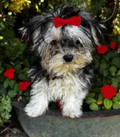 Teddy, a male Morkie for sale in Findlay, OH – 2 of 4
