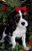 Lola, a female Cavalier King Charles Spaniel for sale in Findlay, OH – 2 of 7