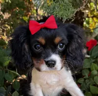 Lucy, a female Cavalier King Charles Spaniel for sale in Findlay, OH – 7 of 7