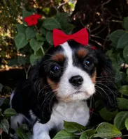 Lola, a female Cavalier King Charles Spaniel for sale in Findlay, OH – 5 of 7