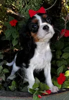 Lola, a female Cavalier King Charles Spaniel for sale in Findlay, OH – 6 of 7