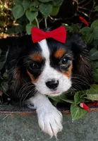 Lola, a female Cavalier King Charles Spaniel for sale in Findlay, OH – 3 of 7