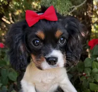 Lucy, a female Cavalier King Charles Spaniel for sale in Findlay, OH – 5 of 7